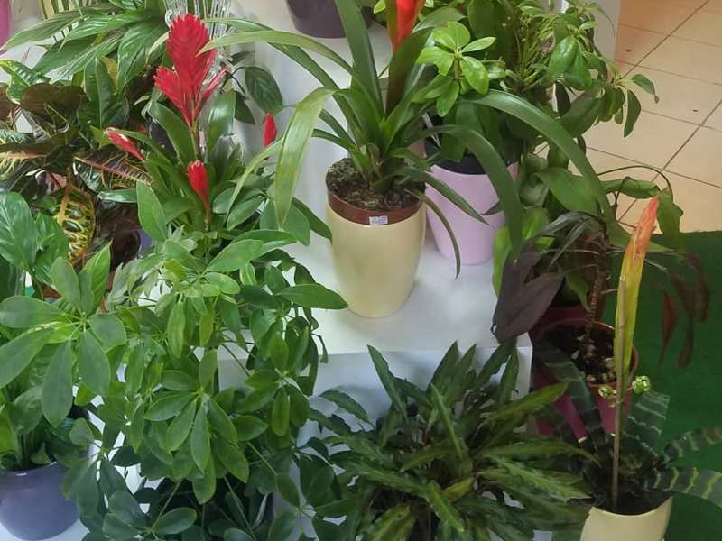 🌸Saksijsko cveće